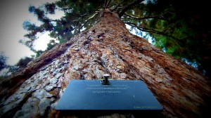 Kew Gardens Giant Sequoia  